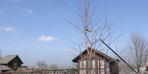 Укоротіть центральні гілки Как обрезать вишню осенью и весной: укоротите центральные ветви