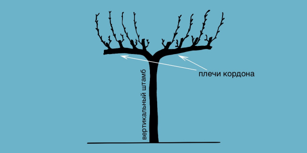Штамбовий кущ винограду складається з самого штабу, основних гілок та плодоносних лоз. Штамбовый куст винограда состоит из основного ствола (штаба), двух ветвей )плеч) и плодоносящих лоз. Такой способ подходит для регионов с тёплой зимой.
