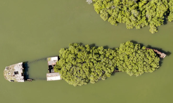 Плавучий ліс у водах австралійської затоки. /Фото: blogcatedranaval.com Плавучий лес в водах австралийского залива. /Фото: blogcatedranaval.com