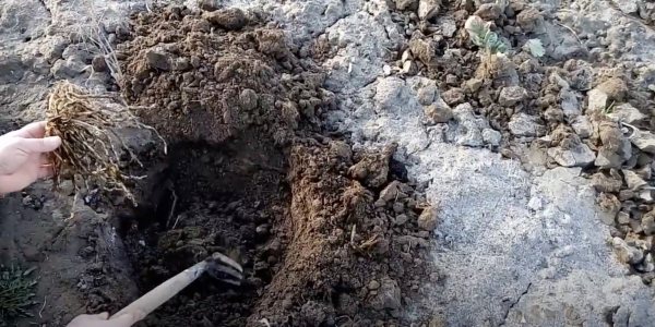 Зробіть лунки Как вырастить спаржу в открытом грунте: сделайте лунки