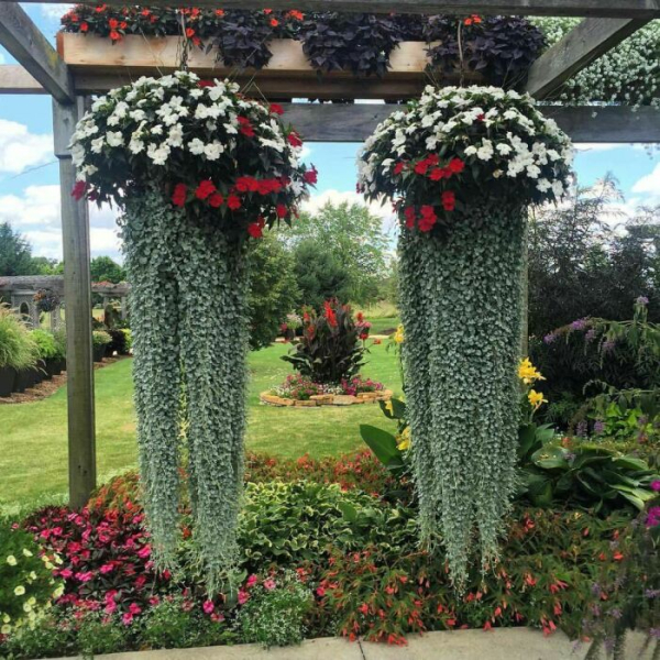 Композиція з диходри / Фото: Pinterest Композиция из диходры /Фото:Pinterest