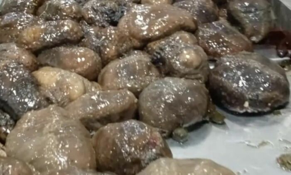 У радянські часи морські огірки вважалися справжнісіньким делікатесом і були не всім по кишені. Фото: google.com. В советские времена морские огурцы считались самым настоящим деликатесом и были не всем по карману. Фото: google.com.
