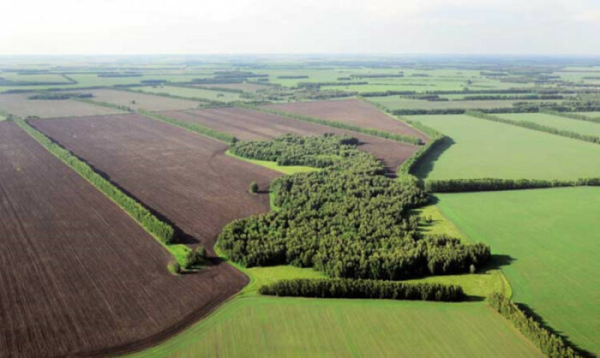 Лісові смуги створювалися у СРСР поліпшення клімату. /Фото: pinterest.com. Лесные полосы создавались в СССР для улучшения климата. /Фото: pinterest.com.