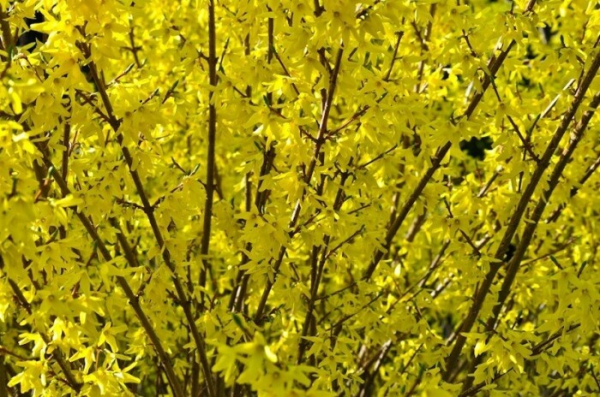 Форзиція. / Фото: procvetok.com Форзиция. / Фото: procvetok.com
