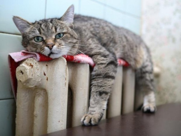 Є кілька причин, чому котики часом сплять, де завгодно. /Фото: koshka.top Есть несколько причин, почему котики порой спят, где попало. /Фото: koshka.top