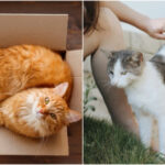 Звідки така любов до коробок, та інші дивні котячі звички,…