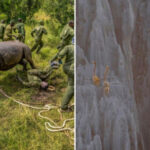 Носоріг, що розбурхався, і відважний лемур: оголошено 8 переможців фотоконкурсу…