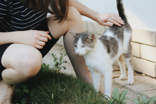 Одна й та сама поза котів, коли їх гладиш - і це не просто так. /Фото: maximonline.ru Одна и та же поза у котов, когда их гладишь - и это не просто так. /Фото: maximonline.ru
