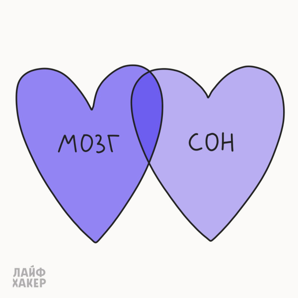 Мозок + сон Что полезно для мозга: сон
