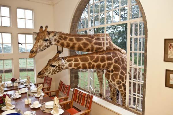 Готель Giraffe Manor, Кенія. Отель Giraffe Manor, Кения.