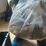Пацюка розміром з собаку знайшли під час бунту натовпу паразитів…