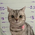 Кота зняли відбитки лапи та зробили фотографії після того, як…