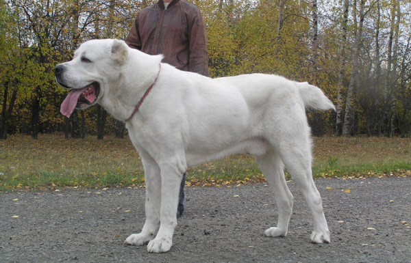 Серйозний собака. Серьёзная собака.