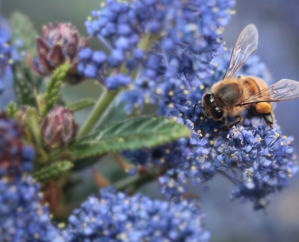 Бузок відпочиває. Цей дивовижної краси чагарник цвіте з липня по вересень навіть у глині.