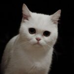 Як кішки бачать у темряві: неймовірні можливості їхнього зору —…
