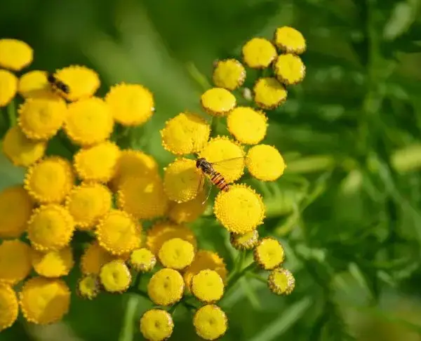 Посадіть цю рослину у себе на дачі: забудете про попелиці
