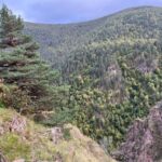 Яка тварина найгучніша на суші: її крик чутний за 5…
