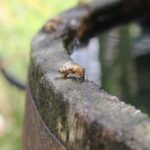 Чому воду для поливу потрібно наливати виключно в чорні бочки:…