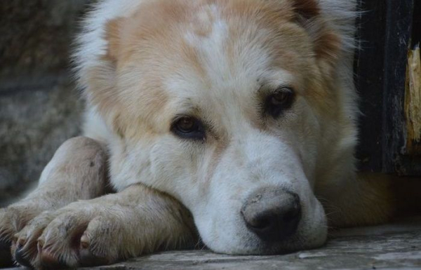 Потребує уваги та виховання. Нуждается во внимании и воспитании.