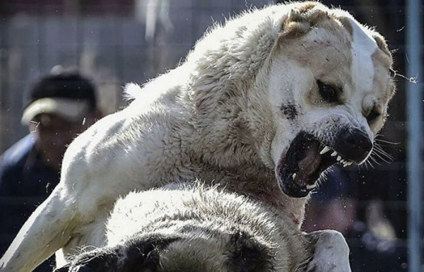 Стане вірним другом та захисником. Станет верным другом и защитником.