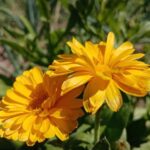 Космічна краса на вашій дачі: космідіум – цвіте пишно і…