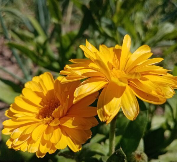 Космічна краса на вашій дачі: космідіум – цвіте пишно і довго, не вимагає особливого догляду