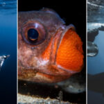 18 красивих фото морських істот з конкурсу Ocean Photographer of…