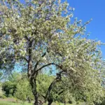 Які дерева заважають один одному рости: поради щодо сумісності в…