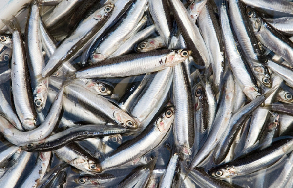 У 18 столітті кільку згодовували тваринам. В 18 веке кильку скармливали животным.