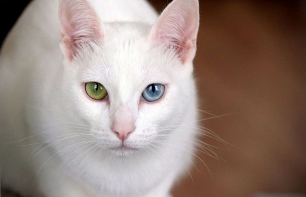 С белой шерстью меньше всего проблем.