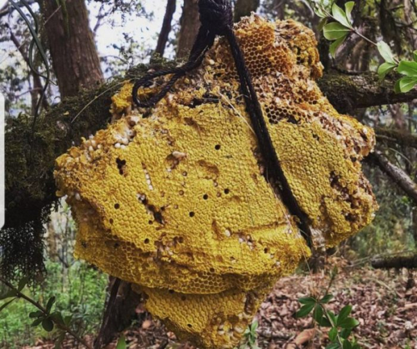 Стільники, де міститься божевільний мед, що використовується як зброя. Соты, где содержится безумный мёд, используемый как оружие.