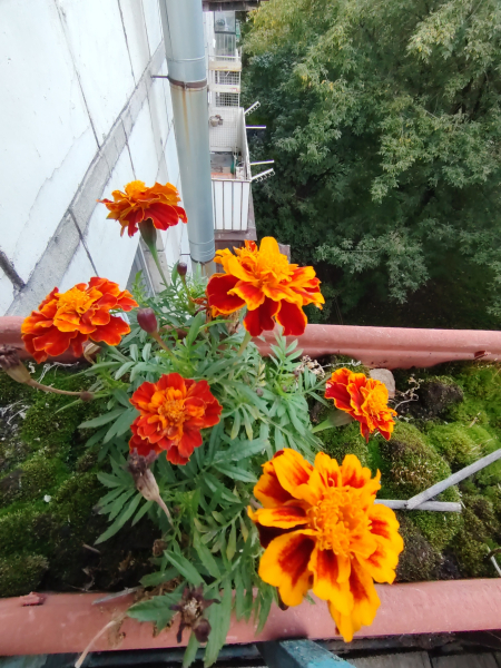 Фото на широкоугольную камеру