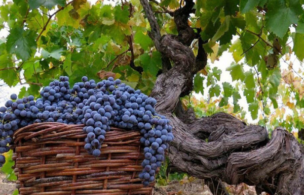 Французское вино может исчезнуть...