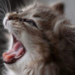 Чому кішки позіхають у відповідь: емпатія чи загроза