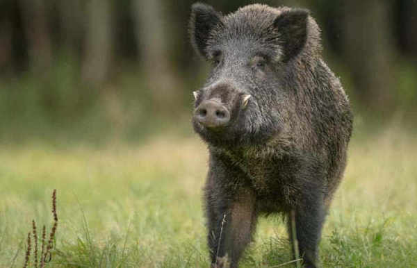 Лучше держаться подальше.