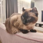 Який колір недоступний для котячого ока: правда про зір, що…