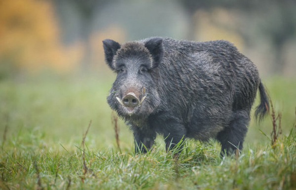 Опасное существо.