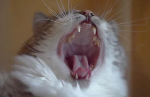 Демонстрація зубів може спричинити агресію. Демонстрация зубов может вызвать агрессию.