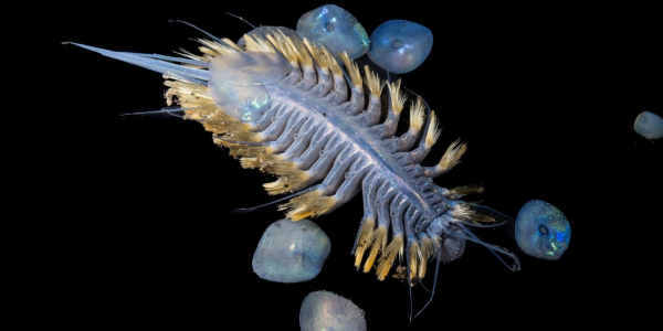 94ecf889cb5dcfc176649fda93160a98