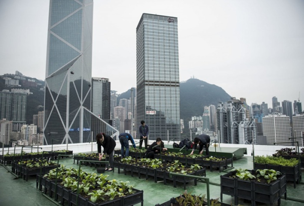 Уникальный пример оптимизации пространства в городе - разбить фермы на крыше.