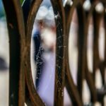 Виявлено найбільше павутиння у світі: арахнофобам краще не знати про…