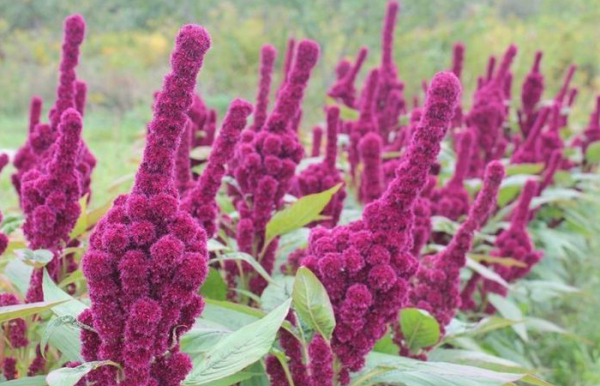 В России об амаранте знали несколько веков назад...