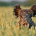 5 особливостей дикого кабана, які роблять його аж ніяк не «милою свинкою», якою він здається
