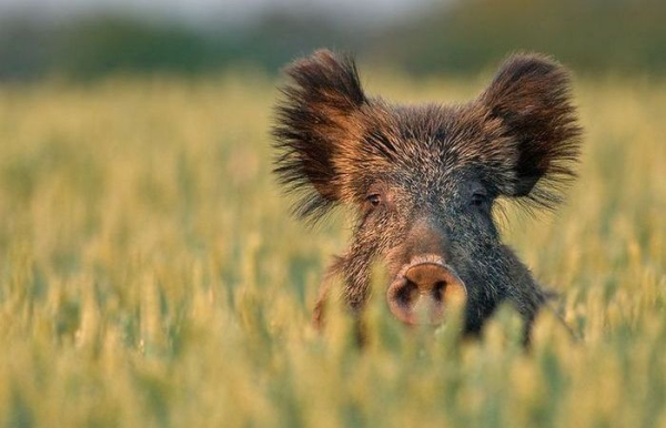 b55ed9f8a423e65f3173a69e7d107c74