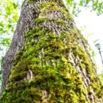 Яке дерево вважається найвищим у світі: багато хто навіть не…