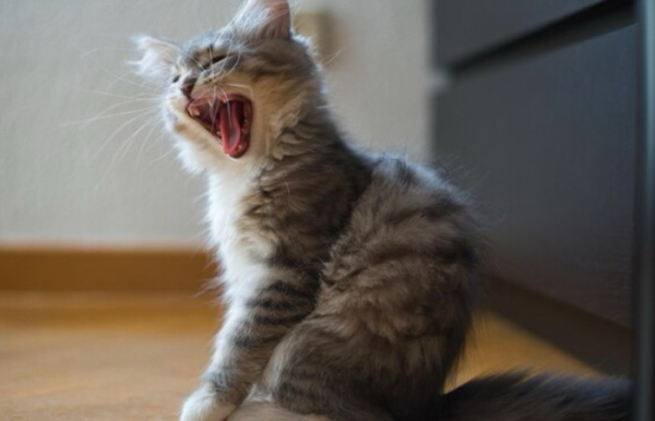 Варто враховувати, хто знаходиться поряд із кішкою. Стоит учитывать, кто находится рядом с кошкой.