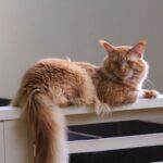 Скільки важить найбільший кіт у світі: господар розкрив секрет його гігантських розмірів