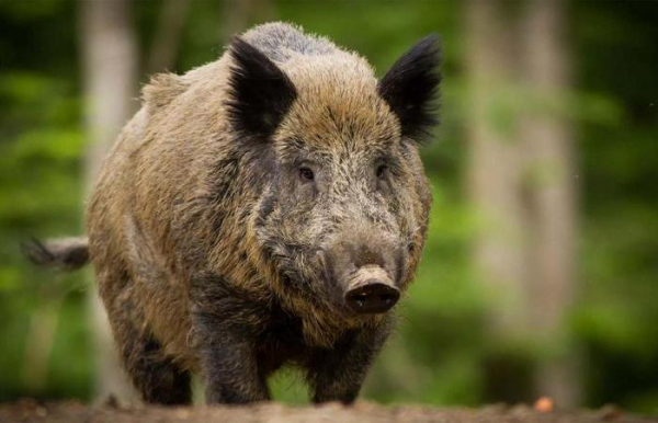 Не просто зверёк.