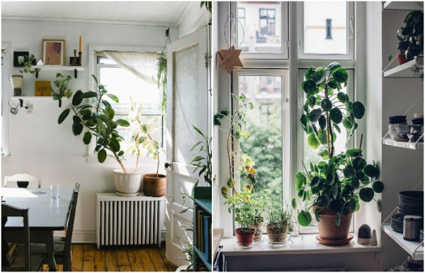 Кімнатних рослин може бути багато чи мало Комнатных растений может быть много или мало