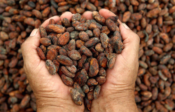 Шоколадные деревья страдают от вредителей, бактерий и аномальной погоды.